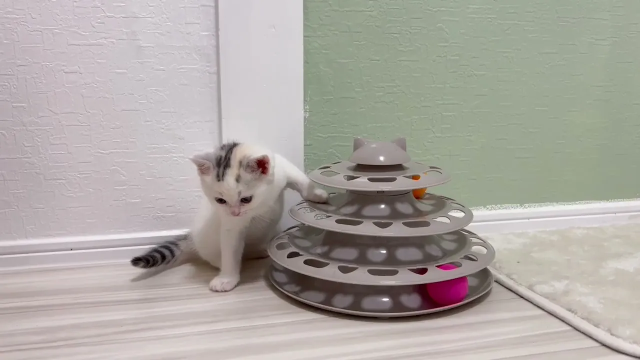 動画