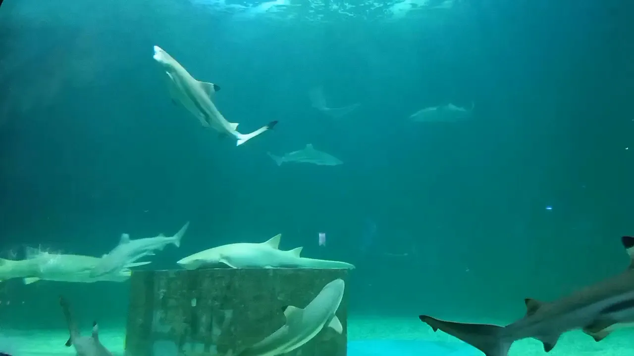 SEA Aquarium Singapore 2019 , Resorts World Sentosa