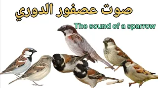 صوت غريب عجيب يجذب لك عصفور الدوري في اي مكان جربت هذا صوت شي عجيب دندنها