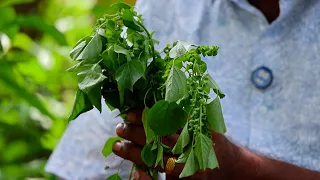 சளி, வீசிங், ஆஸ்துமாவை விரைவாக குணமாக்கும் மூலிகை மருந்து