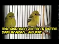 Download Lagu Cara membedakan anakan cipow jantan dan betina AKURAT