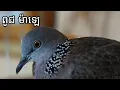 Lagu Dove Malaysia 3-4 #dove #birds #pigeon #dekukur #naturedekuku3 