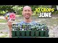 10 Crops You d Be Foolish Not to Plant in June