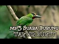 Download Lagu Mp3 Suara pemanggil burung Takur Bukit | Kulup Mersam