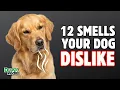 12 Smells Your Dog Hate That You Should Avoid