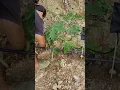 Download Lagu How to Dwarf a Papaya Tree #satisfying @HappyFarm85