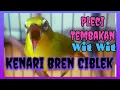 Download Lagu Masteran Pleci Tembakan wit Wit kenari sambung Bren Ciblek