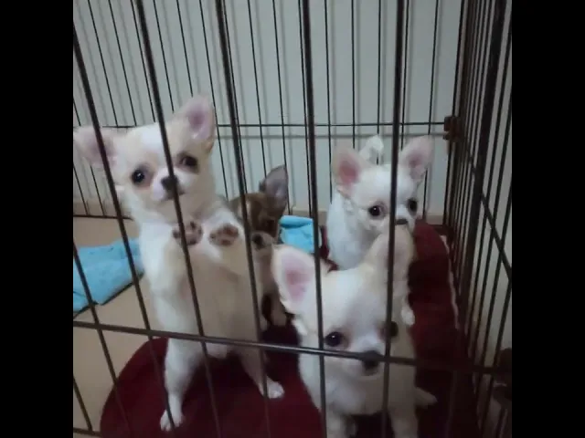 動画