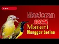 Download Lagu MASTERAN SOGON MATERI MANGGAR BETINA, NEMBAK TAJAM FULL POWER #sogongacor #sogon #sogongacorngobra