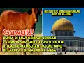 Misteri \u0026 Fakta atas lahirnya sapi Merah 1SRAWEL untuk penyambutan dajjal