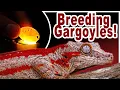How to Breed Gargoyle Geckos COMPLETE GUIDE