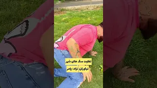 تفاوت سگ های هر منطقه  تفاوت سگ های هر منطقه