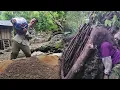Download Lagu The mysterious woman was hiding behind a large rock when she saw Hoang at the farm.