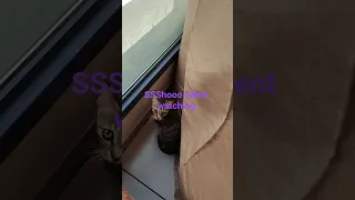 SSSsshoooo Silent Watching Ytshorts Watchtillendend Trendingvideo 