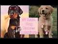 51 Male Dog Names with meanings cool unique Popular