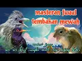 Download Lagu Masteran fuuul tembakan siri siri kecil cungko violet dan bajing kekes