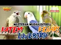 Download Lagu KAPAS TEMBAK - KENARI - LOVEBIRD | KOMBINASI MASTERAN SPESIAL TEMBAKAN KASAR KASAR | AUDIO JERNIH
