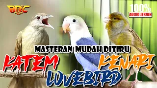 kapas tembak kenari lovebird kombinasi masteran spesial tembakan kasar kasar audio jernih