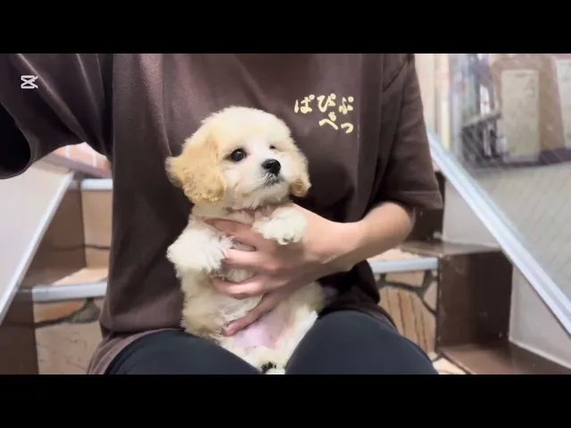 動画