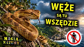 Wyspa Węży - Dlaczego Pełno Tu Jadowitych Gadów?