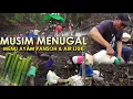 Download Lagu Menugal Padi || Kearifan Lokal Suku Dayak Iban | Makan Bersama di Pondok Ladang | Menu Ayam Pansoh