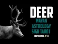 Deer An Athletic Spirit Outgrowing The Marathon Of Life Mayan Astrology Sign Tarot Reading