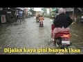 Lagu Banjir makin tinggi ribuan hektar tambak jebol ikan berkeliaran dimana-mana