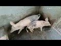 How to get rid of mange and itching in pigs?