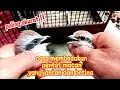 cara paling akurat membedakan burung pentet macan yang jantan dan betina