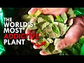 Coca The World s Most Addictive Plant