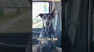 #fyp #dream #pets #doberman #fypシ