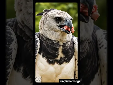 #vultures #birds #wildlife #enemy