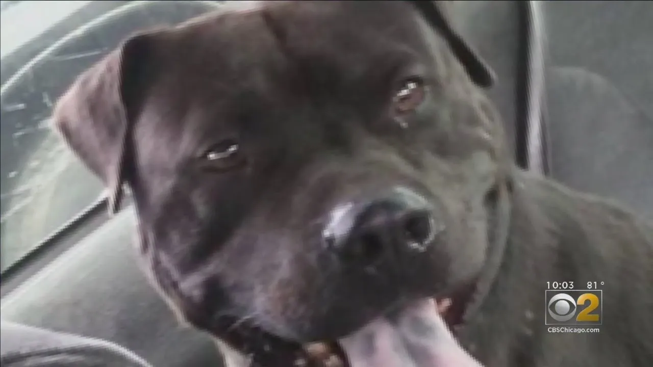 Did Dixmoor Officer Kill More Dogs?
