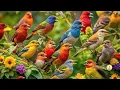 Bird Singing Music 🐦 | Peaceful Nature Sounds for Relaxation, Meditation & Stress Relief