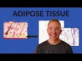 Histology of Adipose Tissue Understanding Fat Cells