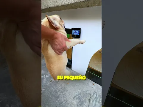 Este Hombre Terminó Viviendo Con Sus Perros! 🐶😂