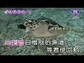 等無人~尤雅~女原Eb調~伴奏~導唱丙