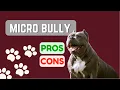 Micro Bully or Pocket Pitbull or Micro Pitbull PRO S CON S