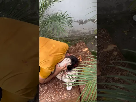 Series 188: Baby Tiger BIT Me | Fake Blood Prank 😳🐆