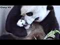 Raising 20 Newborn Panda Cubs for 20 Days.Here’s What Happened -The first 20 days of Newborn Animals