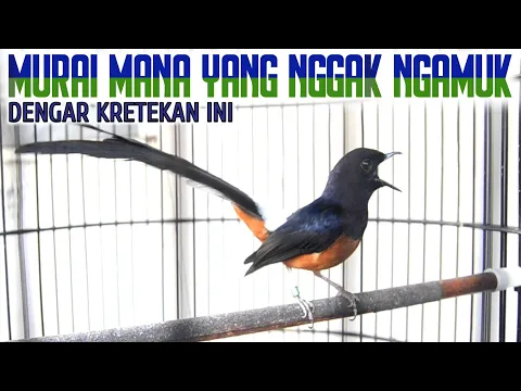 Download MP3 APAPUN MURAI BATU NYA spontan NGAMUK LANGSUNG NARUNG TERDONGKRAK EMOSI NYA SEKETIKA BONGKAR ISIAN