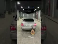 يا أحلاهم — مسرع