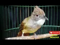 Download Lagu Suara CUCAK JENGGOT Untuk Masteran dan pancingan Burung