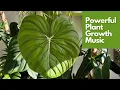 Download Lagu Powerful Plant Growth Music to Stimulate Growth and Happiness | Sounds for Thriving Plants