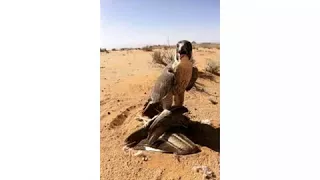 شلة البارحه ياحسين مركاي كوعي دندنها