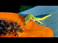 Download Lagu Sneaky Shenanigans | Gold Dust Day Gecko | Short film shot on iPhone