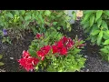The Different Alstroemeria Colors