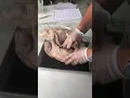 Day 1 Part 1 Pig Dissection