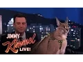 Download Dave Salmoni Scares Jimmy Kimmel with Wild Animals mp4 3gp mp3 videos - waplic