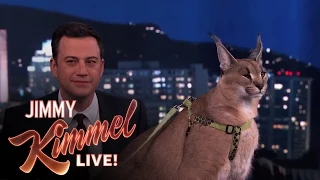 dave salmoni scares jimmy kimmel with wild animals